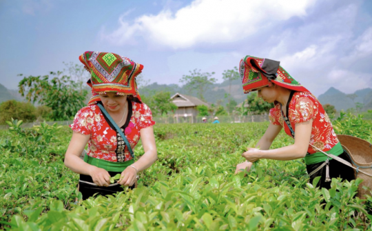 Một số kinh nghiệm quốc tế trong xây dựng thương hiệu cho đặc sản địa phương tại thị trường quốc tế