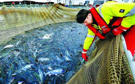 Một số quy định khi xuất khẩu thuy sản vào Canada doanh nghiệp cần lưu ý