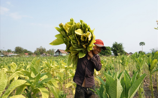 Gia Lai hướng tới xây dựng thương hiệu “Thuốc lá lá Krông Pa”