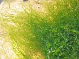 Nghiên cứu điều kiện trích ly protein từ rong lục chaetomorpha sp. ở vùng biển Giao Thủy, tỉnh Nam Định