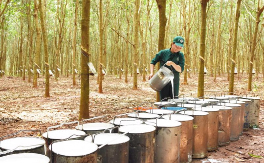 Năm 2022, xuất khẩu cao su tăng trưởng khả quan