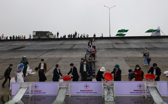 150.000 con cá giống đã được thả xuống lòng hồ Thủy điện Sông Tranh 2