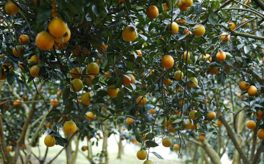 Phân bón Văn Điển: Cùng nông dân Hòa Bình biến đồi hoang thành vùng  đất chuyên canh