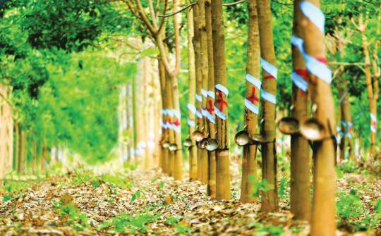 Trung Quốc tiếp tục là thị trường tiêu thụ cao su lớn nhất của Việt Nam