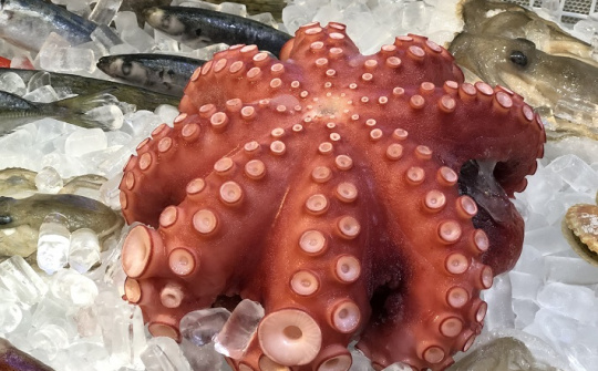 Tháng 1/2022: Xuất khẩu mực chế biến tăng mạnh