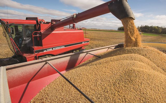 Giá đậu tương thế giới có thể tiếp tục tăng sau khi Argentina ngưng xuất khẩu dầu đậu nành và khô đậu tương