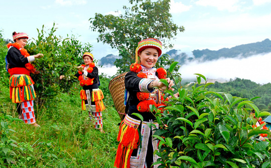Phân bón Văn Điển: Tạo đột phá về năng suất, chất lượng trong sản xuất nông nghiệp Tuyên Quang