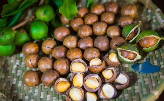 Phát triển Mắc ca thành ngành hàng sản xuất hiệu quả, bền vững