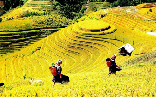 Phân bón Văn Điển: “Vững chân” trên vùng đất Sơn La