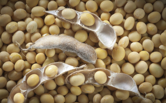 Rủi ro đứt gãy nguồn cung dầu thực vật từ Ukraine đẩy giá dầu đậu nành quốc tế tăng vọt