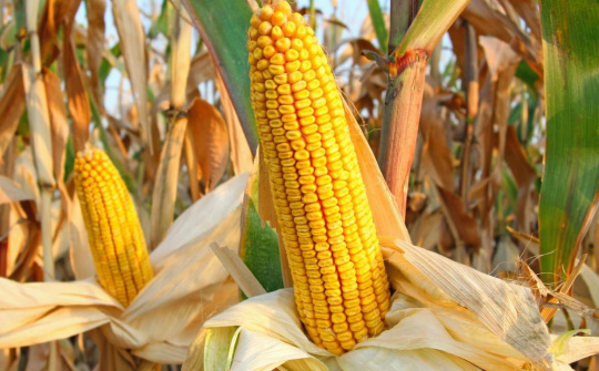 Giá ngũ cốc thế giới tăng mạnh, rủi ro đứt gãy nguồn cung toàn cầu dưới tác động xung đột Nga - Ukraine