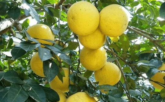 Vùng chuyên canh Hà Tĩnh: Rau xanh luống, quả trĩu cành nhờ phân bón Văn Điển