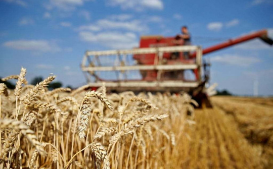 Giá ngũ cốc trên sàn CBOT biến động trái chiều, thị trường lo ngại rủi ro đứt gãy nguồn cung từ Argentina