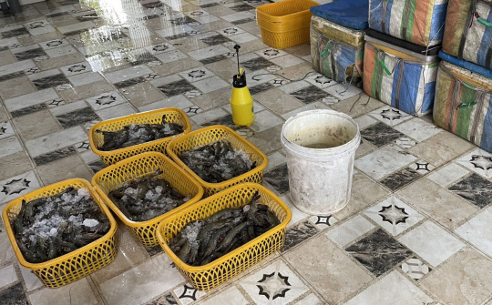 Bắt quả tang cơ sở thu mua tôm tại Kiên Giang bơm tạp chất vào Tôm sú nguyên liệu
