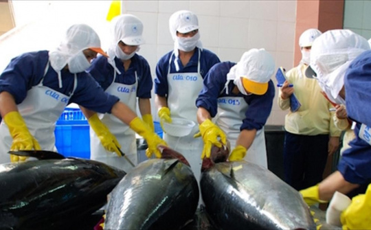 Xuất khẩu cá ngừ sang Canada bật tăng mạnh sau nhiều tháng sụt giảm