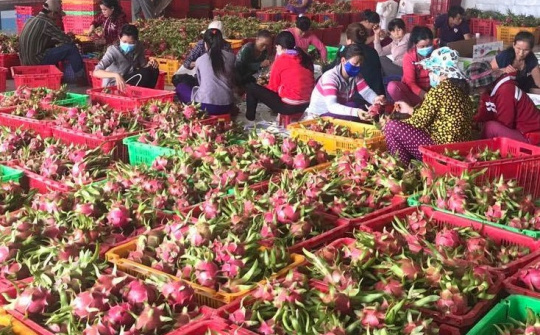 Xúc tiến, tăng cường xuất khẩu thanh long sang Australia và New Zealand