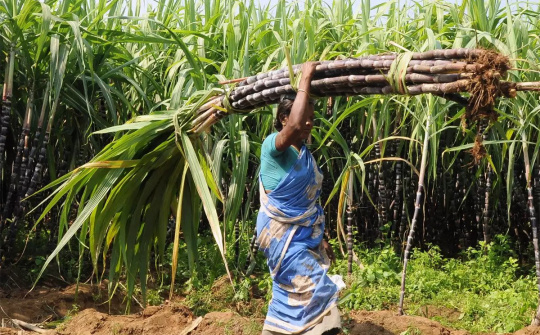 Thị trường đường thế giới niên vụ 2022/2023 đối mặt tình trạng dư cung lớn