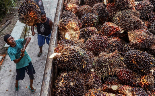 Indonesia tìm giải pháp vừa đảm bảo xuất khẩu dầu cọ, vừa kiểm soát giá thực phẩm nội địa