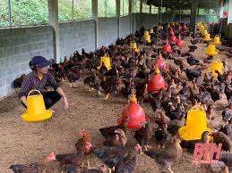 Giải pháp đẩy mạnh phát triển kinh tế trang trại tại huyện Yên Định, tỉnh Thanh Hóa