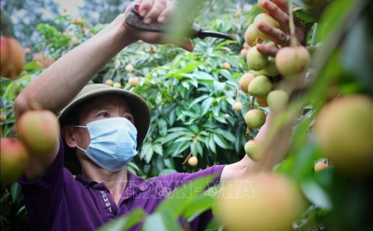 Kết nối tiêu thụ cho vải thiều sớm Tân Yên