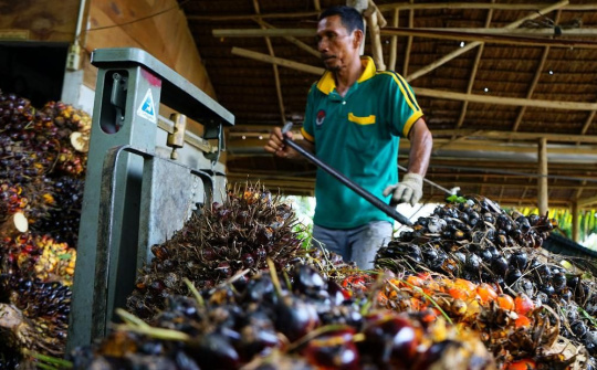 Indonesia nối lại việc xuất khẩu dầu cọ từ tuần sau