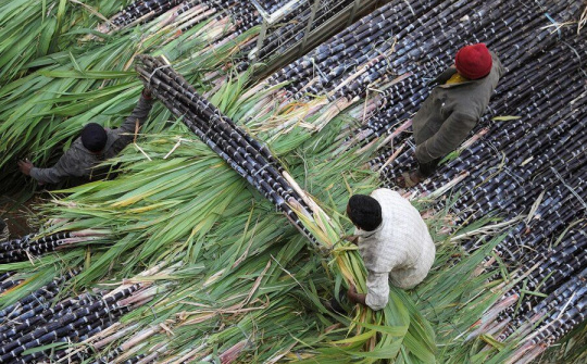 Ấn Độ cân nhắc giới hạn xuất khẩu đường nhằm hạ nhiệt giá đường nội địa