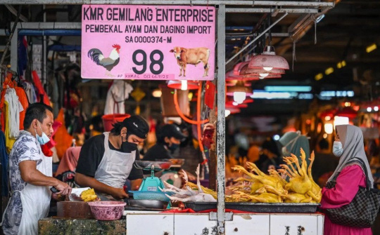 Malaysia tạm ngưng xuất khẩu thịt gà, ảnh hưởng tiêu cực đến thị trường khu vực