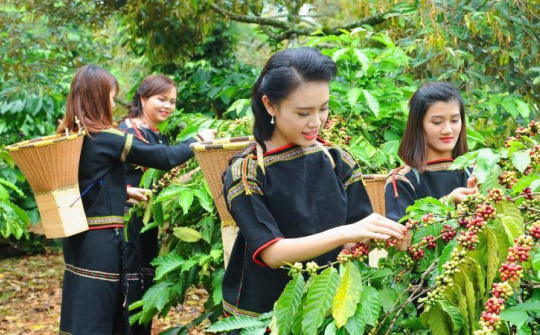 Phân bón Văn Điển: Góp phần nâng tầm thương hiệu cà phê Tây Nguyên