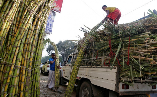 Ấn Độ chính thức hạn chế xuất khẩu đường niên vụ 2021/2022