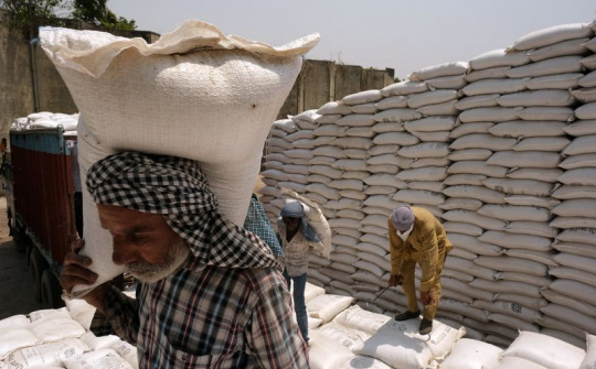 Giá gạo Ấn Độ chạm mức thấp nhất 5 năm trở lại đây