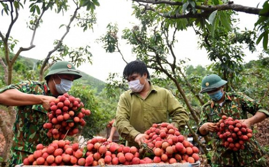 Vải thiều Hải Dương được mùa được giá