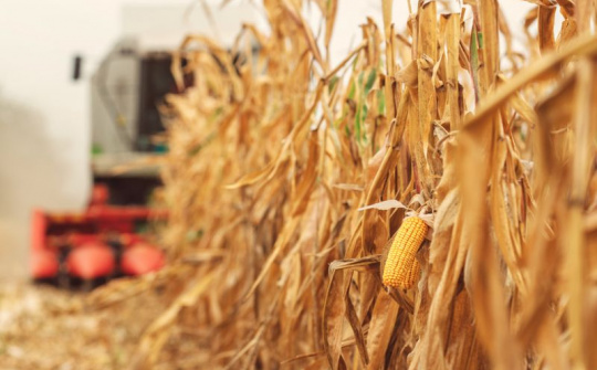 Giá ngũ cốc trên sàn CBOT chịu áp lực tiêu cực khi lạm phát tại Hoa Kỳ lập đỉnh 40 năm