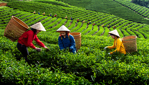 Phân bón Văn Điển góp phần nâng giá trị cây chè Phú Thọ