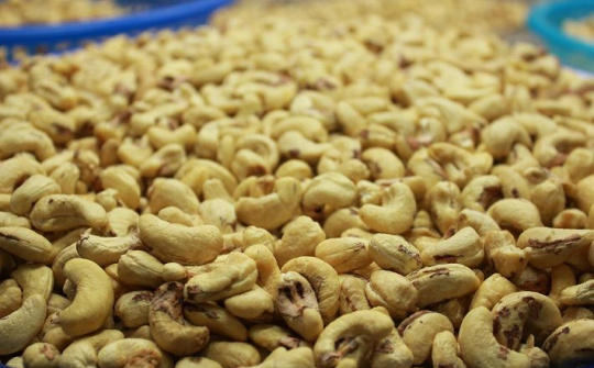 100 container hạt điều nghi bị lừa tại Italia đã được trả cho doanh nghiệp Việt