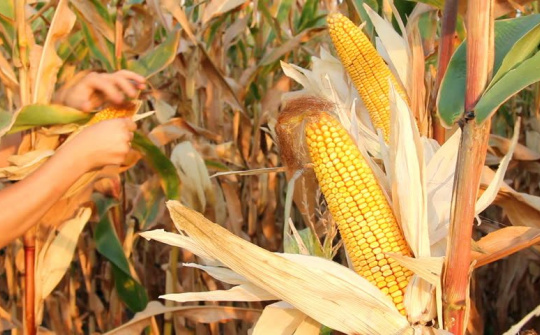 Giá ngũ cốc trên sàn CBOT phân hoá, thị trường lo ngại về suy thoái kinh tế toàn cầu