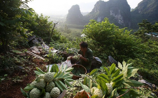 Phân bón Văn Điển: Đem màu mỡ cho đất vùng cao phía Bắc