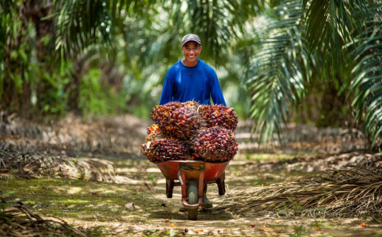 Malaysia nâng dự báo sản lượng dầu cọ năm nay