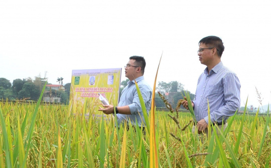 Mô hình trình diễn phân bón URÊ46RE của Đạm Ninh Bình trên cây lúa cho thấy hiệu quả vượt trội