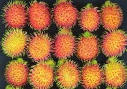 Phân lập và nghiên cứu nấm gây bệnh trên chôm chôm (Nephelium lappaceum L.) sau thu  hoạch tại Bến Tre