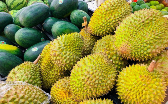 Mở đầu ra bền vững cho sầu riêng tươi tại thị trường Trung Quốc