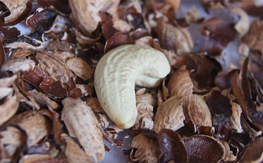 Tổng hợp nhựa bakelite từ dầu vỏ hạt điều ứng dụng phủ trên bề mặt vật liệu sheet molding compound (SMC)