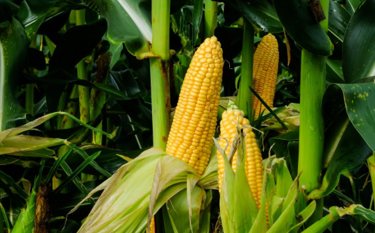 Giá ngũ cốc trên sàn CBOT phân hoá, đà tăng của giá ngô tiếp tục được củng cố