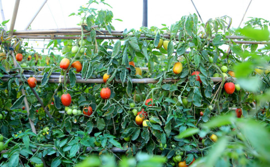 Phân bón Văn Điển: Nâng giá trị vùng rau sạch Hà Nội