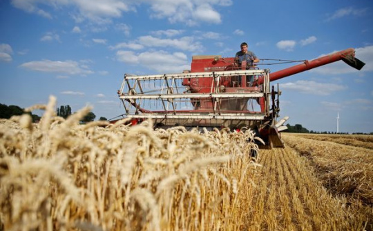Giá ngũ cốc trên sàn CBOT đồng loạt giảm dưới áp lực bán tháo và tâm lý lo sợ rủi ro suy thoái kinh tế