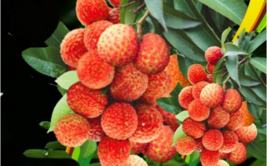 Bất chấp cước phí cao, vải Việt Nam cấp tập bay đến Australia