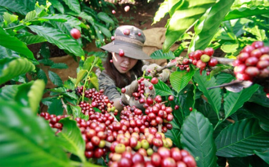 Để gia tăng thị phần cà phê tại thị trường Trung Quốc