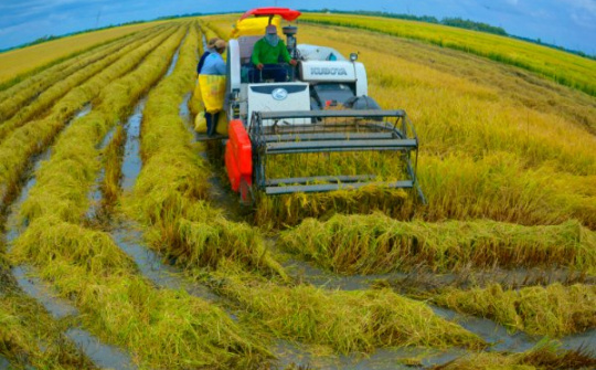 Giải pháp phát triển sản xuất lúa đặc sản trên địa bàn tỉnh Sóc Trăng