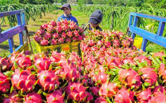 Để rau quả Việt vào thị trường Trung Quốc bằng con đường chính ngạch