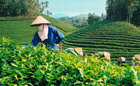 Nâng cao giá trị gia tăng cho chè xuất khẩu Việt Nam