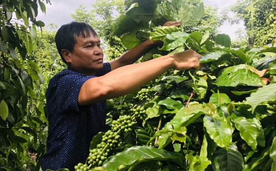 NESCAFÉ Plan: Giảm chi phí, tăng lợi nhuận từ mô hình nông nghiệp tái sinh